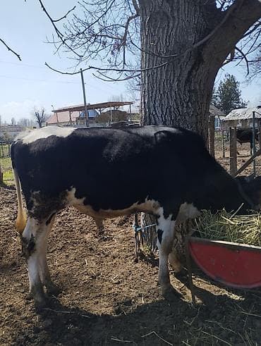 бычки бельгиец: Продаю | Бык (самец) | Голштин | На откорм | Привязанные — 3