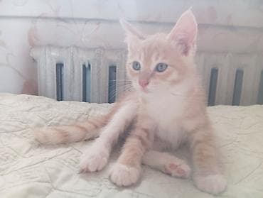 наполнител: Кошка даром: Беспородная, Мальчик — 2