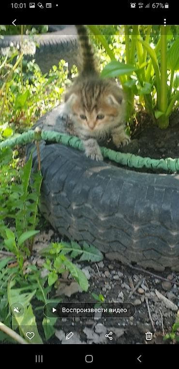 Мышыктар: Котята с вислоухими ушками от домашней кошки-скоттиш (на фото с — 10