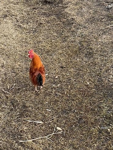 живые дрожи: Продаю | Куры | Для разведения — 4