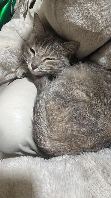 кошки бесплатно: Кошка даром: Беспородная, Девочка — 2