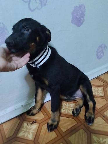 собаку в хорошие руки: Собака даром: 4 месяца, Самка — 6