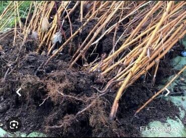 садовый измельчитель бишкек: Саженцы малины (садовые местные сорта) имеется 300 штук - — 2