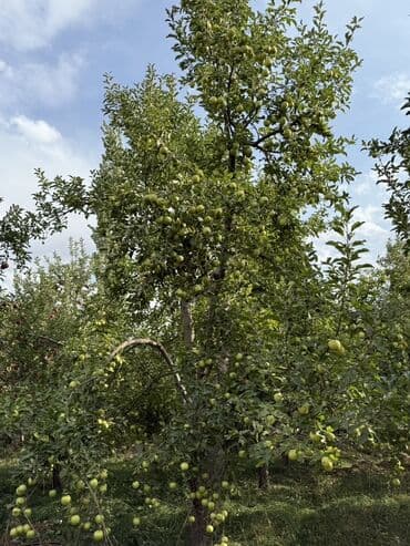 теплицу купить: Алмалар — 6