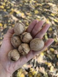 оптовые цены на продукты питания в бишкеке: Грецкие орехи — всего 100 сом за 1 кг! Собраны вручную, очищены с — 1