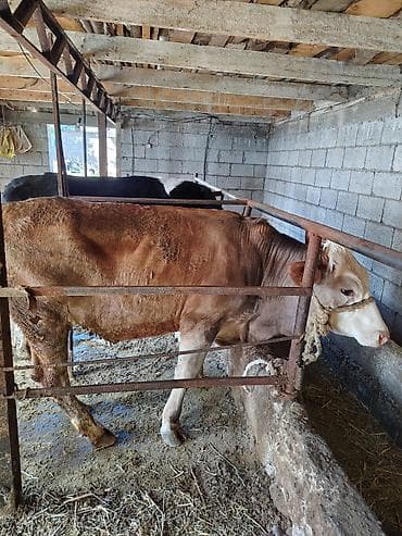 швец торпок: Продаю | Тёлка | Для разведения — 1