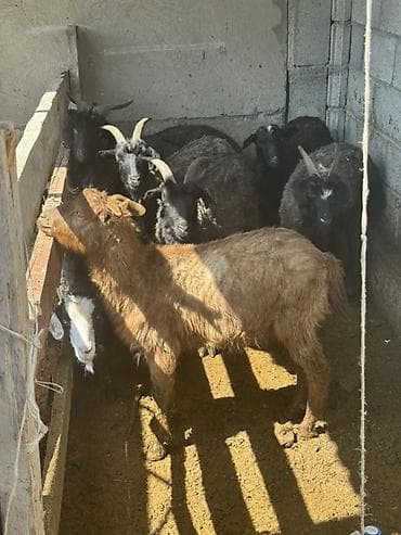 хлеб на корм животным: Продаю | Коза (самка) | Для разведения — 2