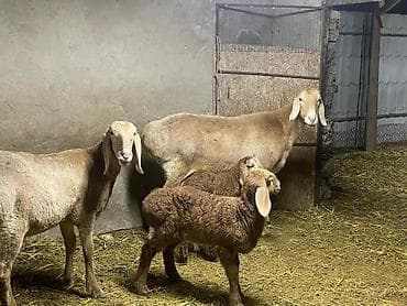рамановский бараны: Продаю | Овца (самка) | Арашан — 3