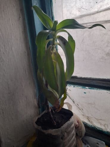 сулукта уголь: Продается золотой ус 200 с-за 1 горшок.в наличии 2 горшка. Есть — 3