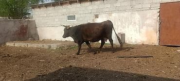 цепь для коров: Продаю | Корова (самка) | Полукровка | Для молока — 2