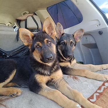 продам щенка немецкой овчарки: Немецкая овчарка, 3 месяца, Самка — 5