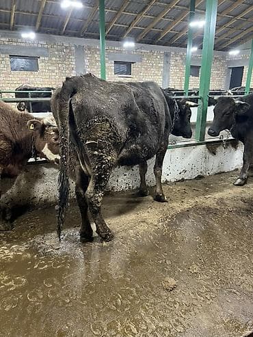 А\ч жаныбралары үчүн товарлар жана шаймандар: Сатам | Уй (ургаачы) | Швиц | Бордоп семиртүү үчүн, Союуга, Көбөйтүү үчүн | Асыл тукумдуу, Бооз, Байланган — 2