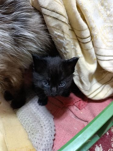 black cat: Милые игривые котята.Отдам даром Котята готовы радовать заботливых — 1