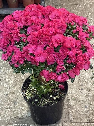 alize puffy: Те самые Азалии Лучший подарок на 8 марта Они по акции 3000 С акцией — 1