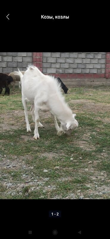 коза дойная: Сатам | Теке (эркек) — 2