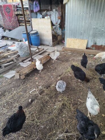 булдок ит: Продаю | Куры, Цыплята | Для разведения — 2