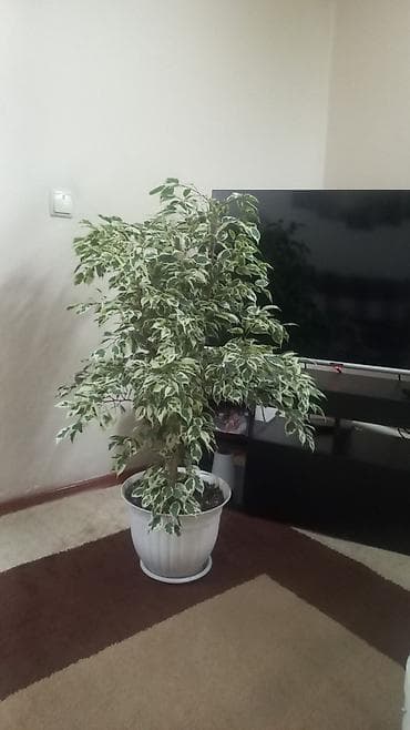 фикус али: Фикус Бенджамина 🌿 Высота — 1 метр Красивый пышный фикус с — 2