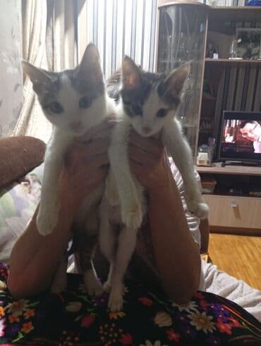 кошка маленкий: Два юных котёнка с бело-серыми отметинами. Оба с классическим окрасом — 1