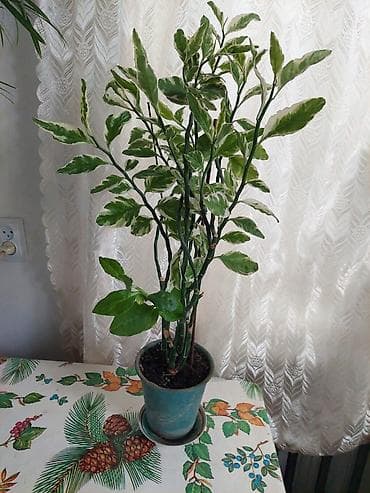 Комнатные растения в горшках: 1) Педилантус (декоративно-лиственное)