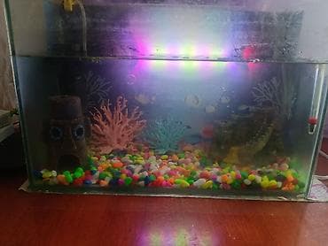 🐠 Продаётся аквариум 30 литров — полностью укомплектованный и готов к at lalafo.kg 🐠 Продаётся аквариум 30 литров — полностью укомплектованный и готов к