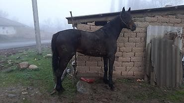 А/ч жаныбарларын сатам: Сатам | Жылкы (эркек) | Аргын | Жумушка | Асыл тукумдуу — 2