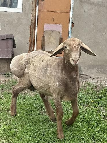 Продаю | Баран (самец) | Эдильбаевская | Для разведения