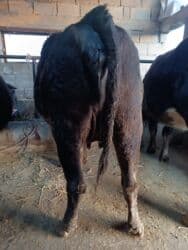 наполнитель для животных: Продаю | Корова (самка) | Алатауская, Швицкая | Для разведения, Для молока | Племенные, Стельные, Искусственник — 3