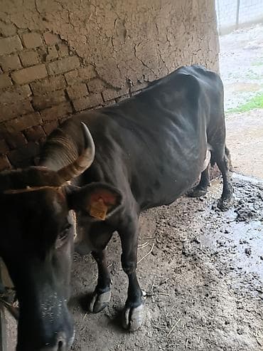швец карова: Продаю | Корова (самка) | Швицкая | Для молока | Привязанные — 1