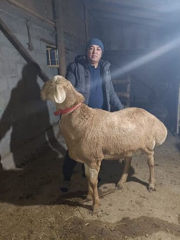 животные кошки: Продаю | Баран (самец) | Арашан | Для разведения | Осеменитель — 6