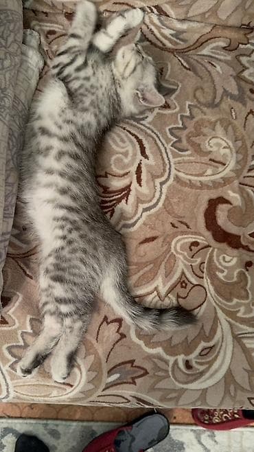 кошка скотиш: Ищу кота-производителя для вязки с моей кошкой. Требования: - Порода — 2