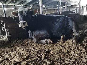 уй сотилади ош: Продаю | Бык (самец) — 2