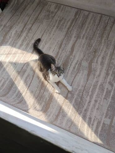 Грызуны: Кошка даром: Беспородная, Девочка, Приучена к лотку — 2