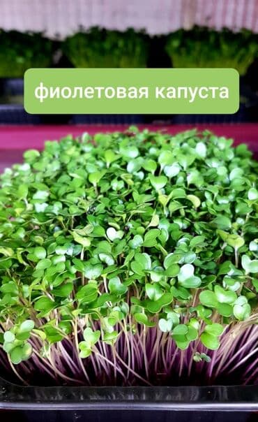 превосходный сорт яблок: Продается вкусная красивая и очень полезная микрозелень в большом — 6