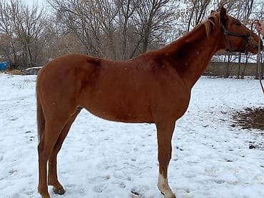 кона: Продаю | Конь (самец) | Английская | Конный спорт | Племенные — 5