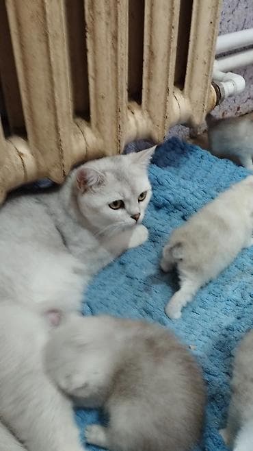 домашний кошка: Продаю котят породы Шотландские скоттиш страйт. В дорогом окрасе — 8