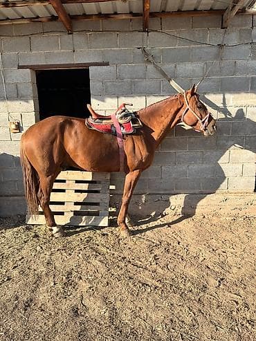 Мышыктар: Сатам | Тай | Дончак | Ат спорту | Асыл тукумдуу — 4