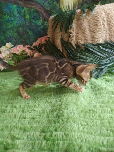 цена шотландского вислоухого кота: Бенгальская, 1 месяц, Мальчик, Приучена к лотку, Проглистована, С документами — 4