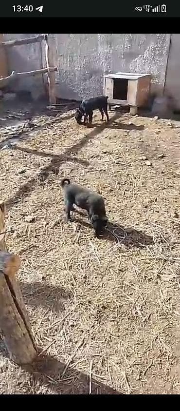 собаки хаски: Лайка, 2 месяца, Самка, С прививкой — 2