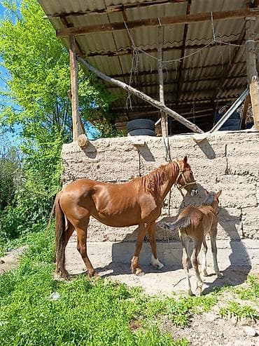 козу сатылат бишкек: Сатам | Бээ (ургаачы) | Аргын | Көбөйтүү үчүн | Асыл тукумдуу — 10