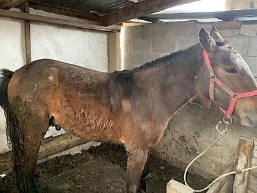 тоо куш страус: Продаю | Жеребец — 4