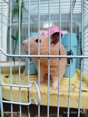 отдам даром кошку ош: Отдаём маму и папу район старого автовокзала — 5