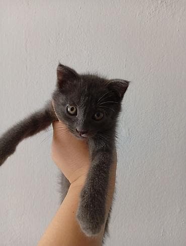 Срочно!Отдаю даром котёнка в добрые руки! Мальчик 2 месяца! Парода lalafo.kg да Срочно!Отдаю даром котёнка в добрые руки! Мальчик 2 месяца! Парода