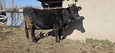 собаку алабай: Продаю | Корова (самка), Бык (самец), Тёлка | Алатауская | Для разведения, Для молока | Стельные — 3