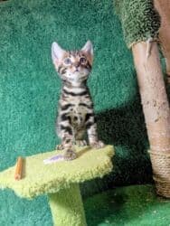 мейн кун бишкек 😺 питомник lyubushka 🐈 купить котенка 🐾 цена фото: Бенгальская, 1 месяц, Мальчик, Приучена к лотку, Проглистована, С документами — 31