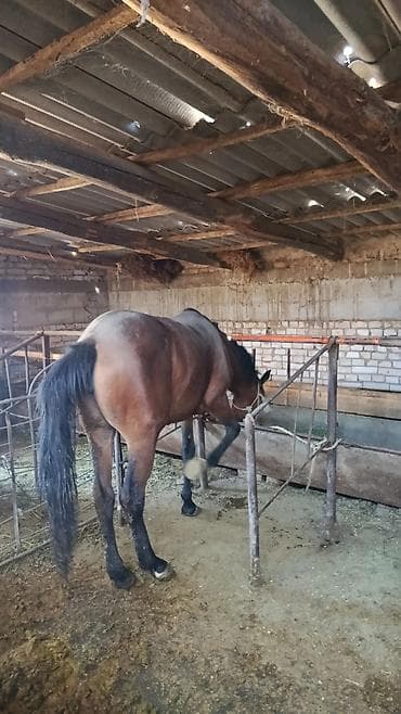 продаю мёд: Продаю | Кобыла (самка) | На забой — 3