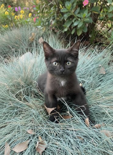 carters для мальчика: Кошка даром: Беспородная, 3 месяца, Мальчик, Приучена к лотку, Проглистована — 1