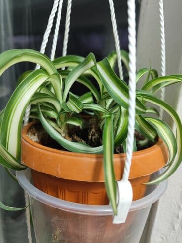 саженцы банана: Цветы от 100 сом, комнатные адаптированые. Алоэ Вера, Алоэ столетник — 11