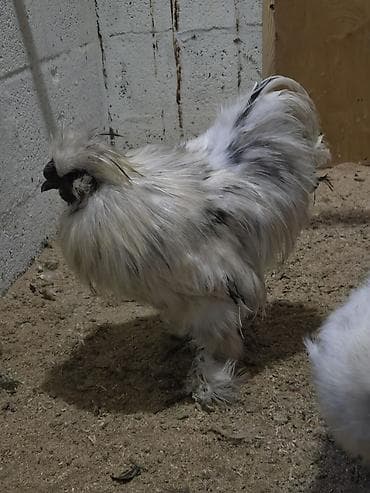 кожа куриная: Продаю | Куры | Для разведения — 4