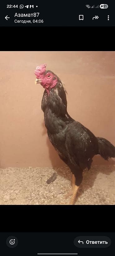 Кошки: Продаю | Петух | Бойцовая | Для разведения — 1