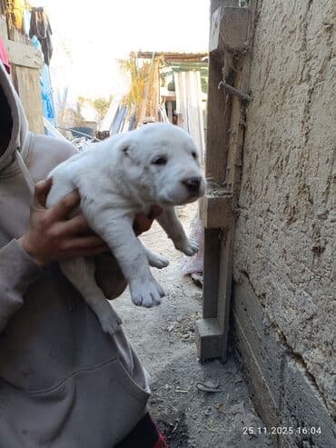 купить охотничью собаку дратхаар: Готовятся к продаже щенки алабая.родились 1 ноября.мальчики и — 4